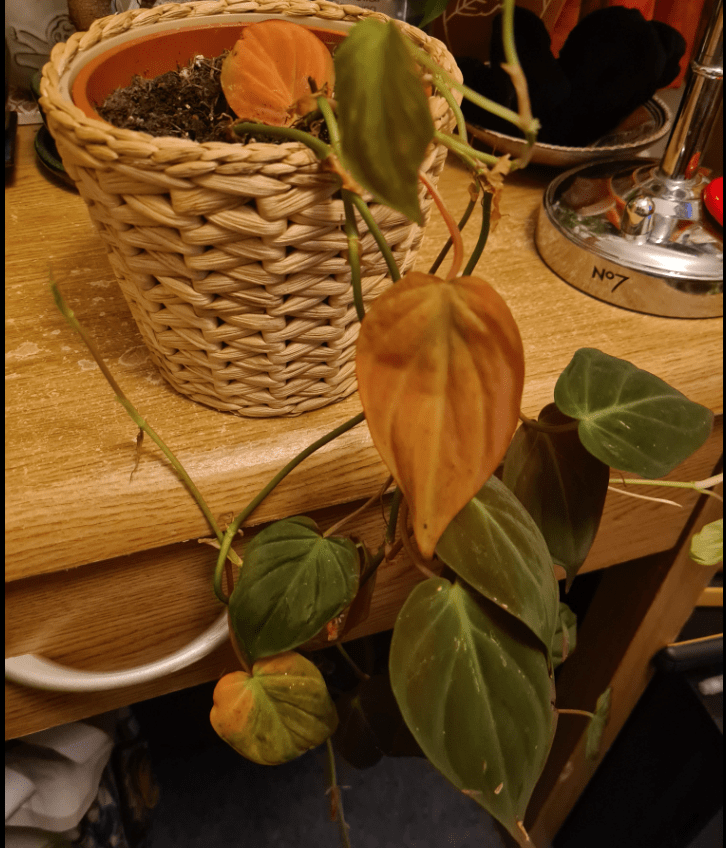 philodendron micans yellow drooping leaves